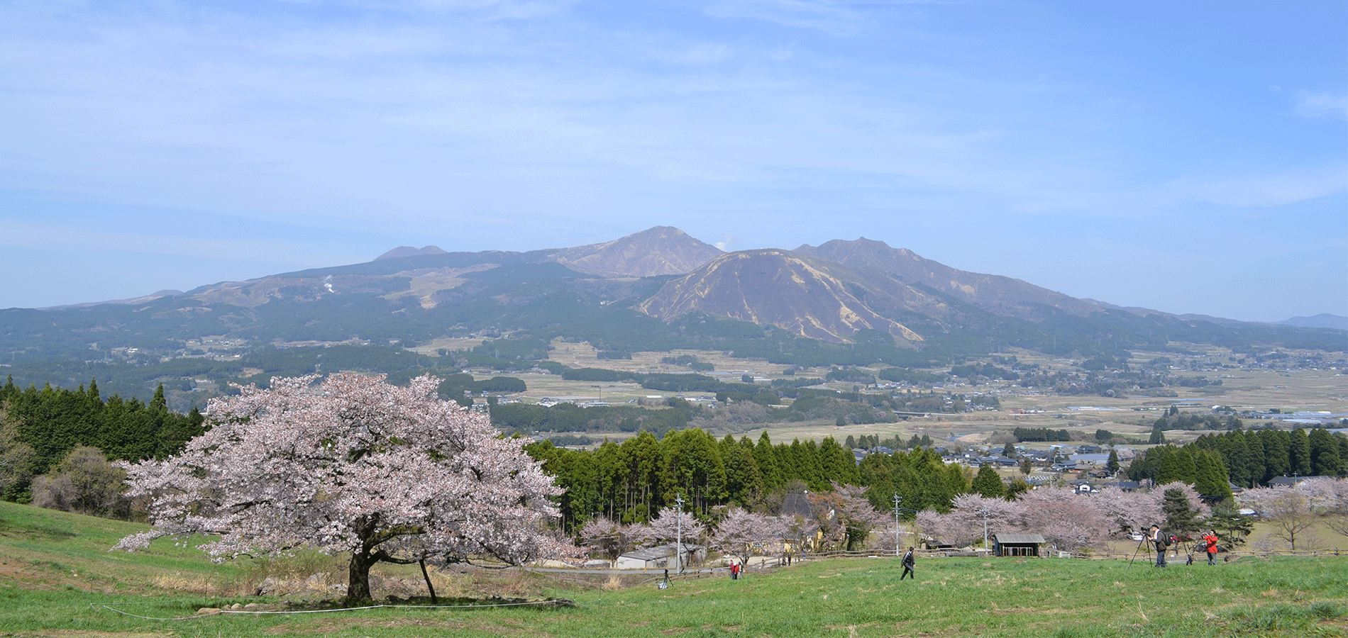 南阿蘇観音桜と阿蘇五岳